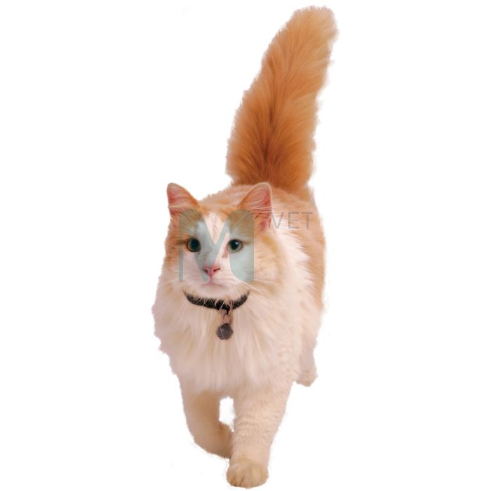 PETSAFE LUUK MAGNETIGA KAELARIHM #